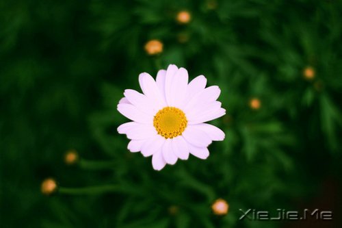 早安心语：做自己生命的主角，而不是别人生命中的看客 (5)