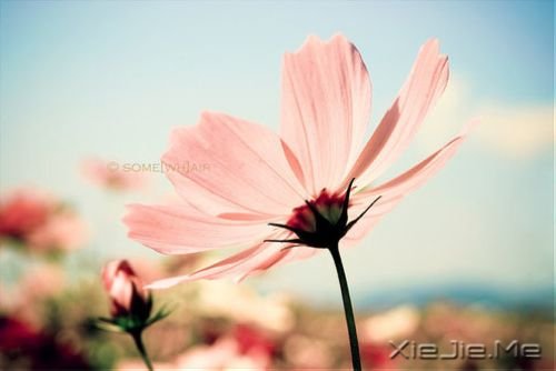 早安心语：人生，就是你一个人的人生 (1)