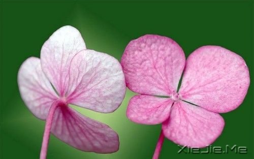 早安心语：人生，就是你一个人的人生 (10)