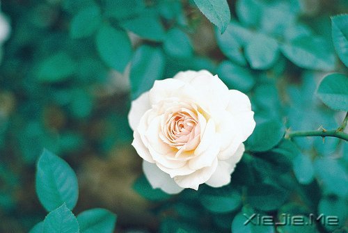 晚安心语：美不过回忆，伤不过别离 (9)