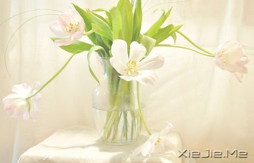 早安心语：你生活在别人的眼神里，就迷失在自己的心路上 (5)