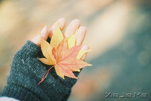 文字：这世界是你的遗嘱，而我是你唯一的遗物